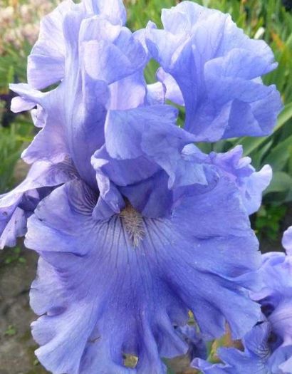 Astro Blue - Iris oferta 2016