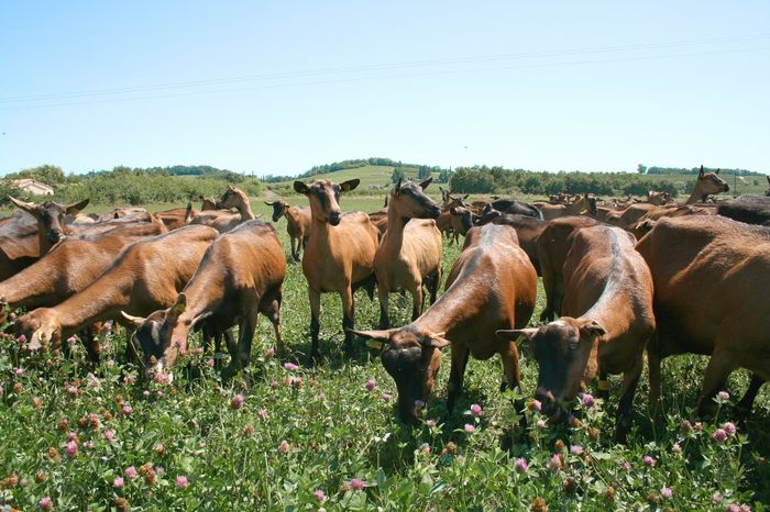 Alpinele la trifoi gras - Rase de oi si capre poze deosebite 11