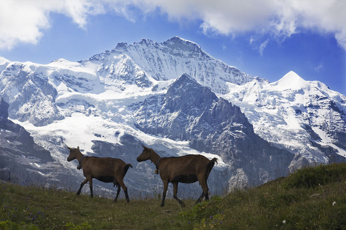 Alpinele pe munte-ty7 - Rase de oi si capre poze deosebite 11