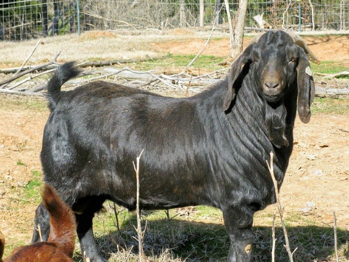 Boerul cel mare-83d - Rase de oi si capre poze deosebite 11
