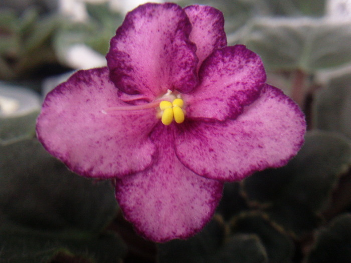 Buckeye Cranberry Sparkler