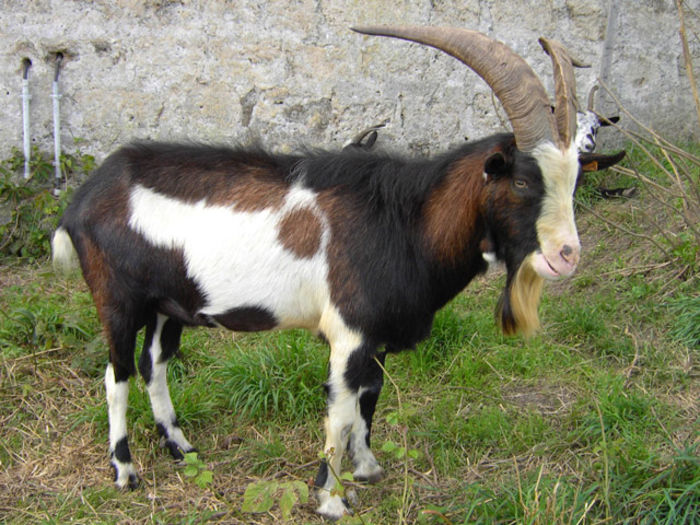 Tap din rasa Tauernschecke -654