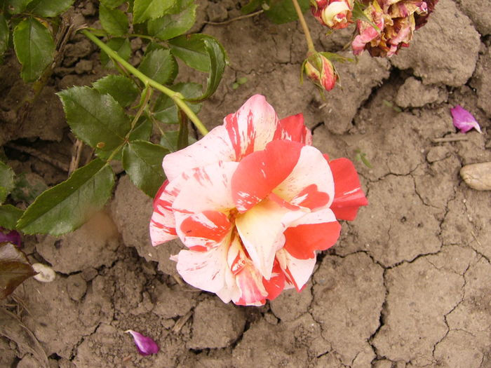 Rosa Alfred Sissley - ANUL 2016 FLORI V