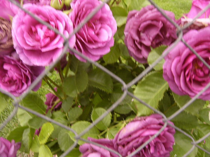 P1280197 - ANUL 2016 FLORI V