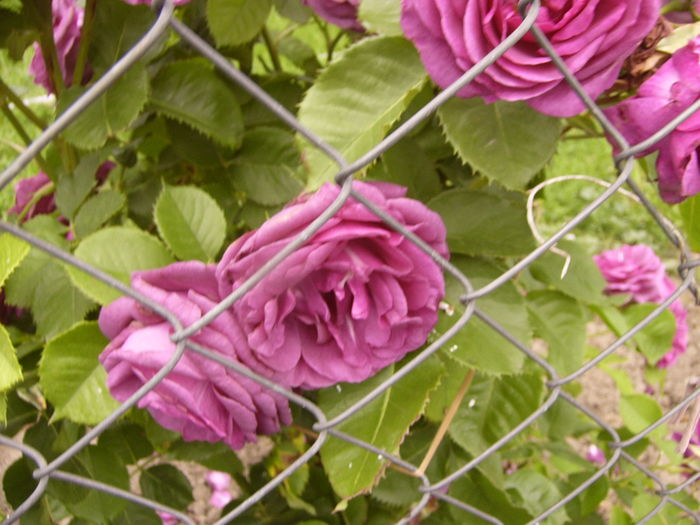 P1280199 - ANUL 2016 FLORI V