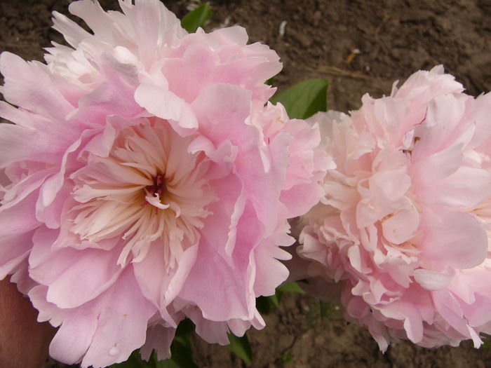 P1280203 - ANUL 2016 FLORI V