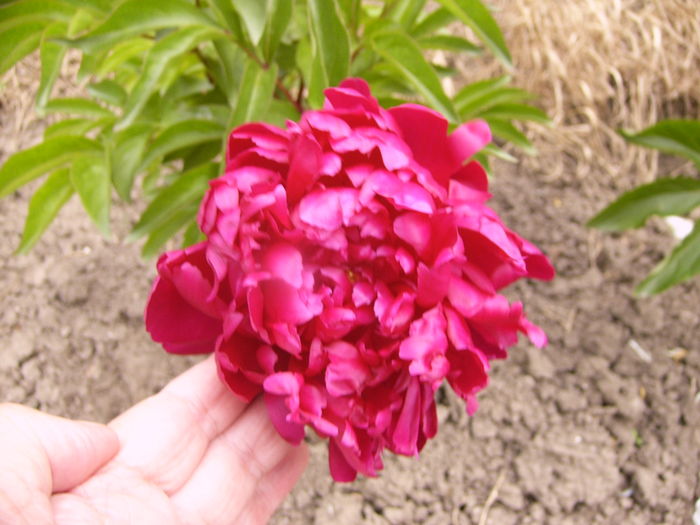 P1280208 - ANUL 2016 FLORI V