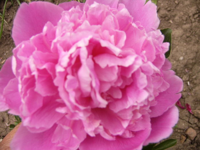 P1280212 - ANUL 2016 FLORI V