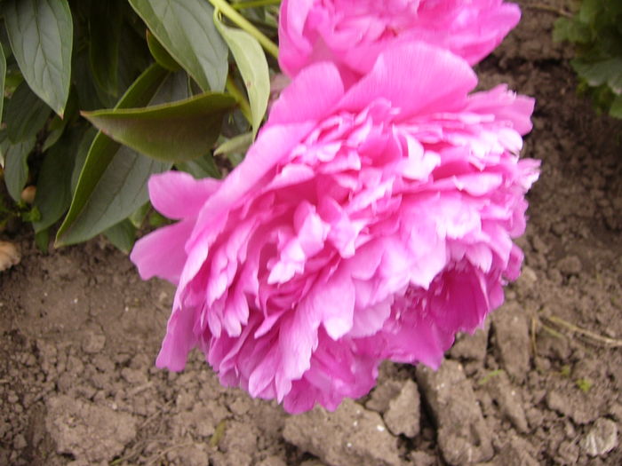 P1280214 - ANUL 2016 FLORI V