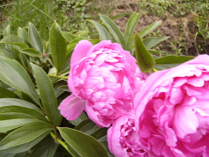 P1280216 - ANUL 2016 FLORI V