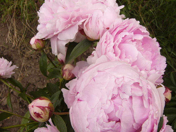 P1280218 - ANUL 2016 FLORI V