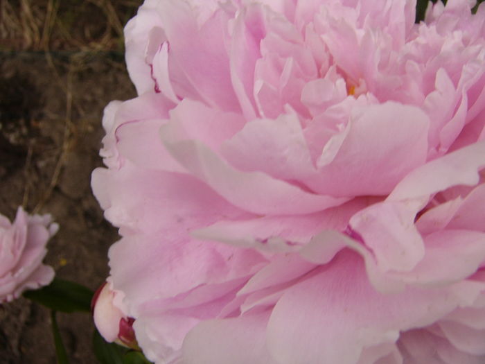 P1280220 - ANUL 2016 FLORI V