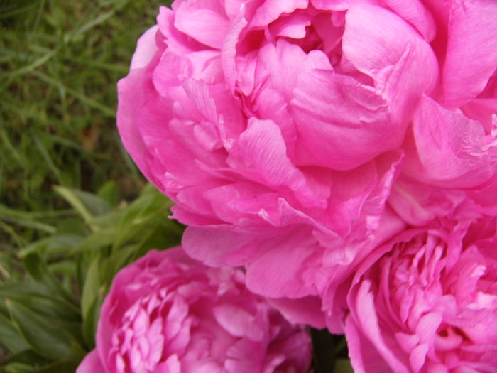 P1280222 - ANUL 2016 FLORI V