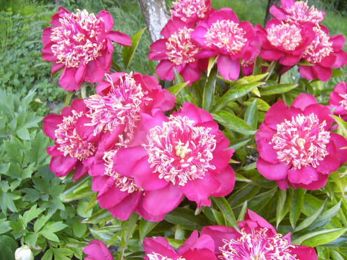 P1280227 - ANUL 2016 FLORI V