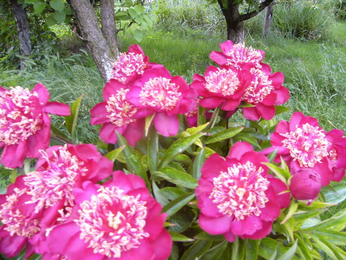 P1280228 - ANUL 2016 FLORI V