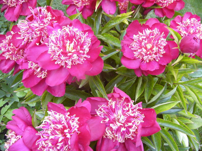 P1280229 - ANUL 2016 FLORI V