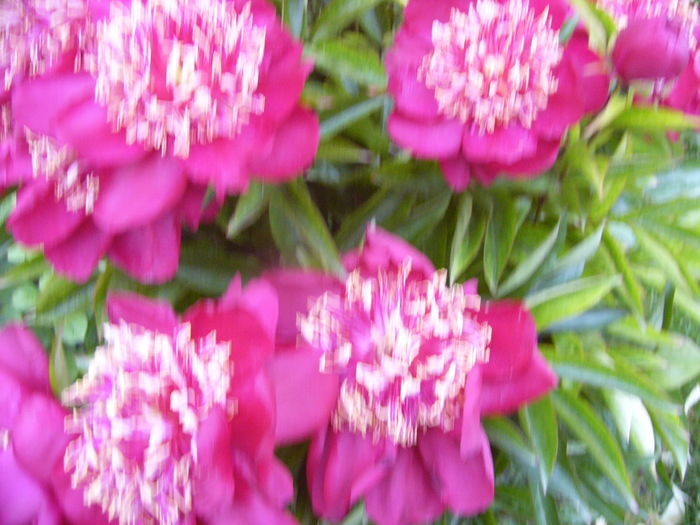 P1280230 - ANUL 2016 FLORI V