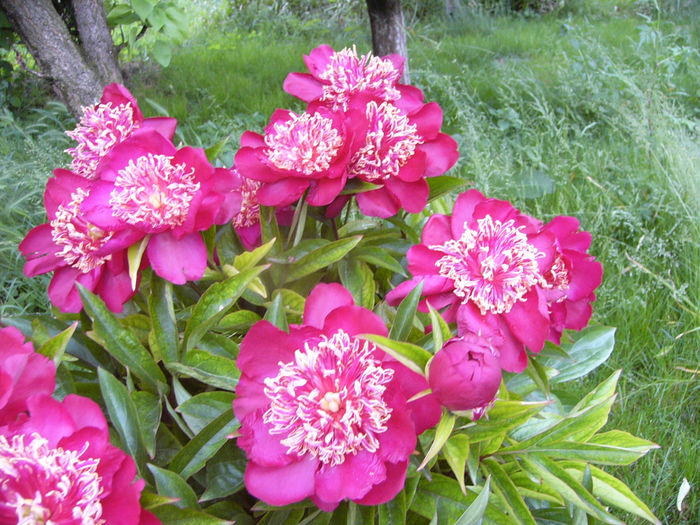 P1280231 - ANUL 2016 FLORI V