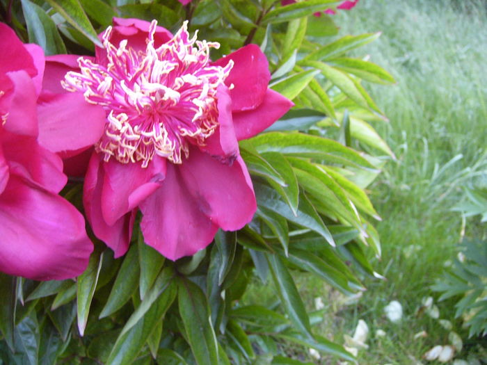 P1280232 - ANUL 2016 FLORI V