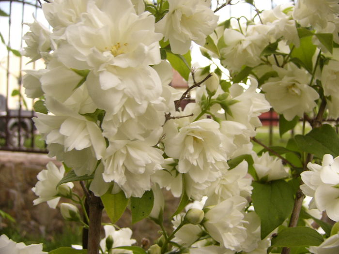 P1280234 - ANUL 2016 FLORI V