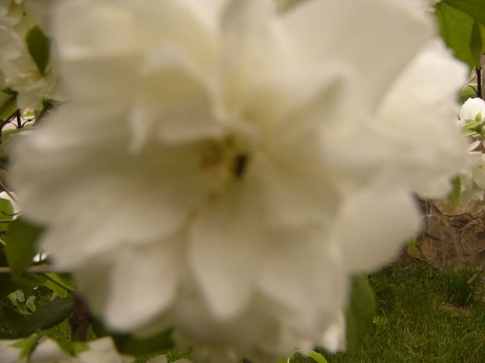 P1280235 - ANUL 2016 FLORI V