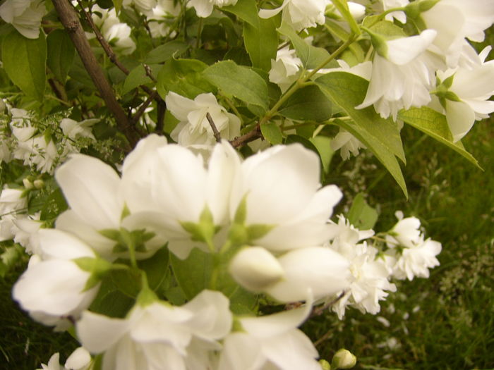 P1280239 - ANUL 2016 FLORI V