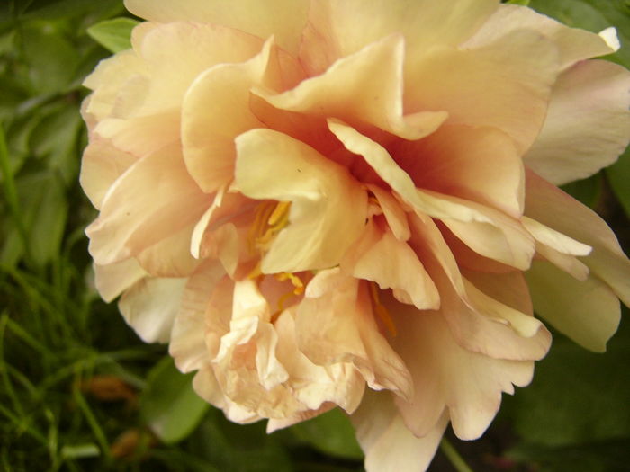 Paeonia itoh Prairie Charm