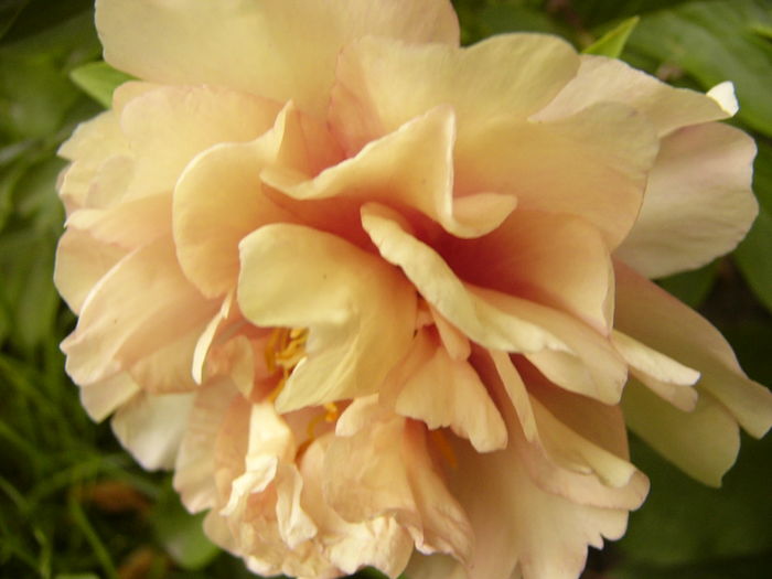 P1280241 - ANUL 2016 FLORI V