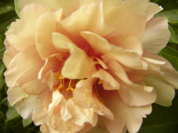 P1280242 - ANUL 2016 FLORI V