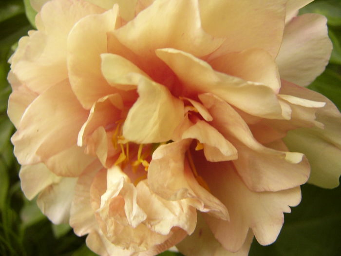 P1280244 - ANUL 2016 FLORI V