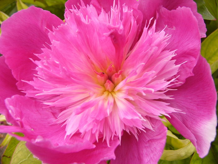 P1280245 - ANUL 2016 FLORI V