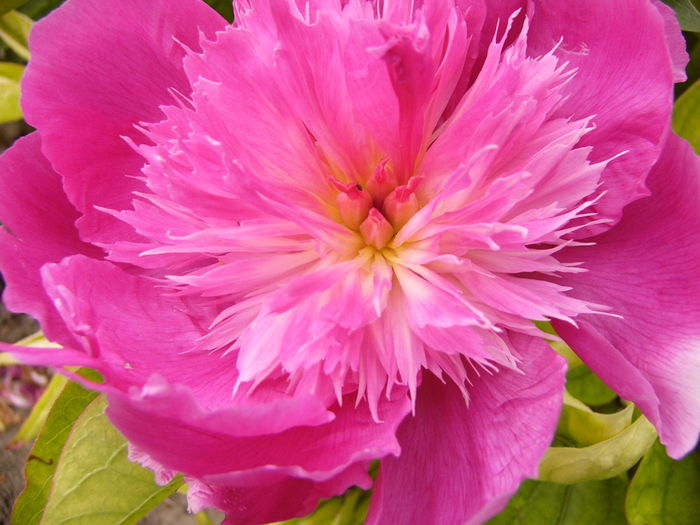 P1280246 - ANUL 2016 FLORI V