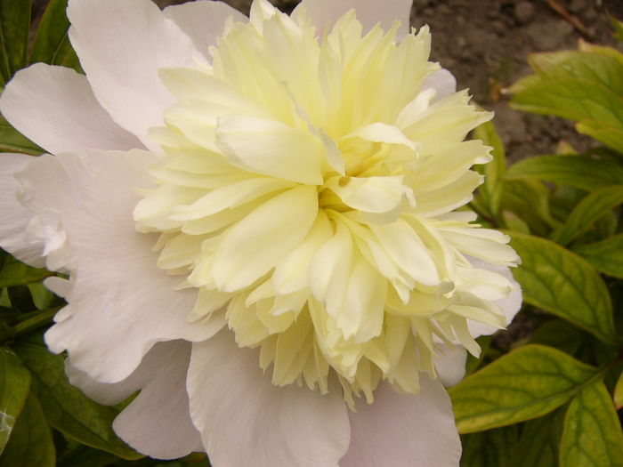 P1280251 - ANUL 2016 FLORI V