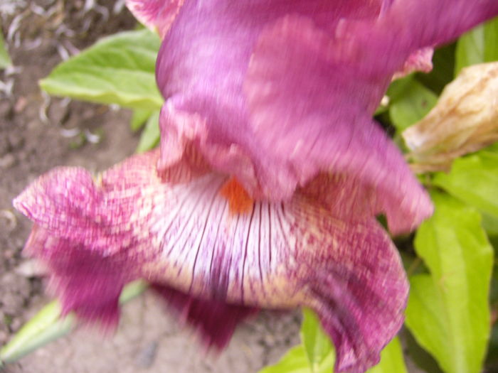 P1280255 - ANUL 2016 FLORI V