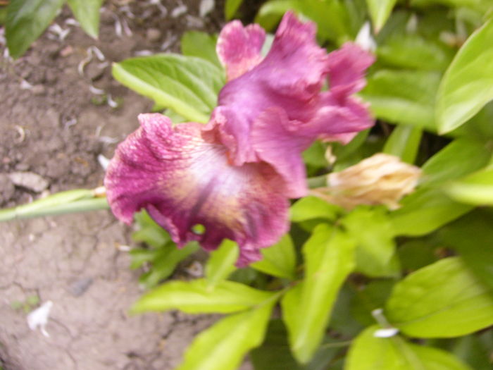 P1280256 - ANUL 2016 FLORI V