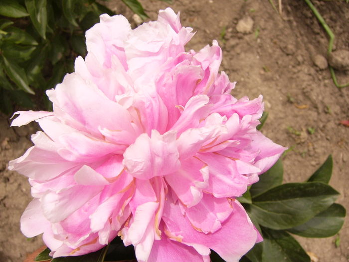 P1280257 - ANUL 2016 FLORI V