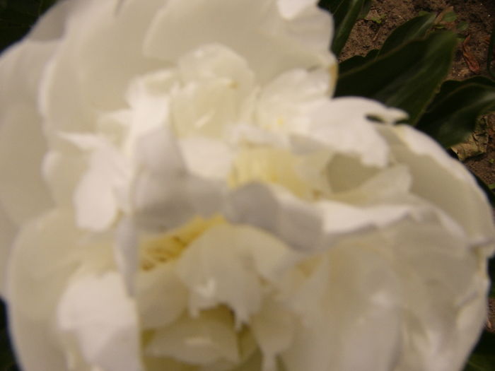 P1280258 - ANUL 2016 FLORI V