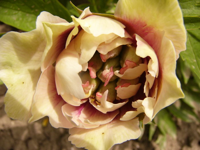 P1280262 - ANUL 2016 FLORI V