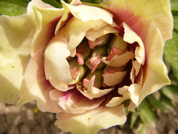 P1280263 - ANUL 2016 FLORI V