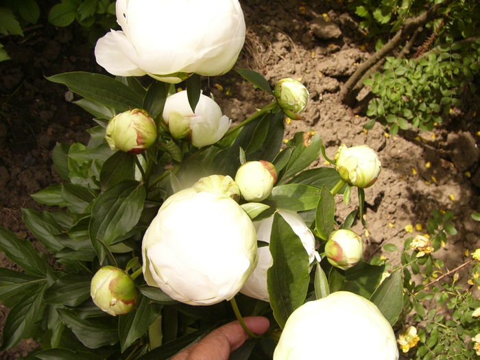 P1280266 - ANUL 2016 FLORI V