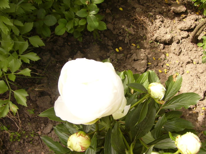 P1280267 - ANUL 2016 FLORI V