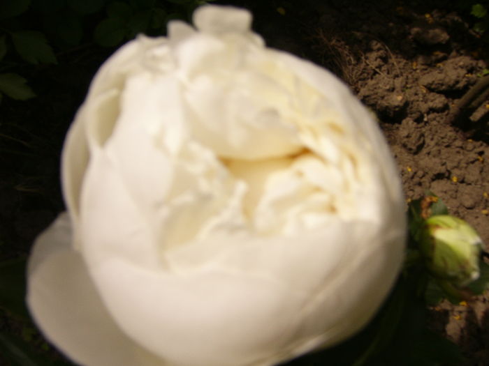 P1280268 - ANUL 2016 FLORI V