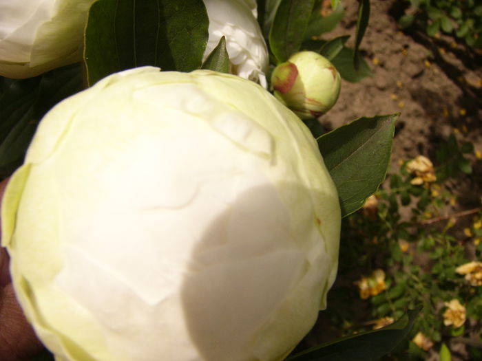 P1280270 - ANUL 2016 FLORI V