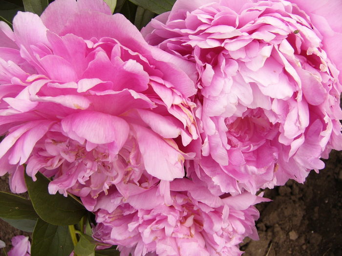 P1280273 - ANUL 2016 FLORI V