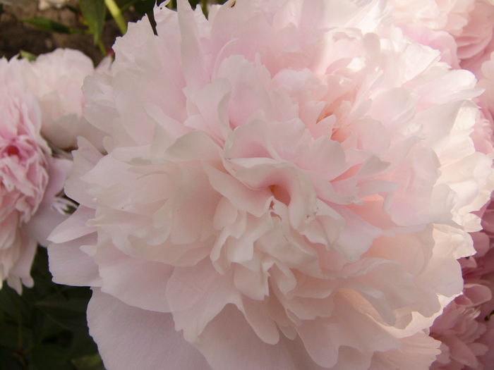 P1280279 - ANUL 2016 FLORI V