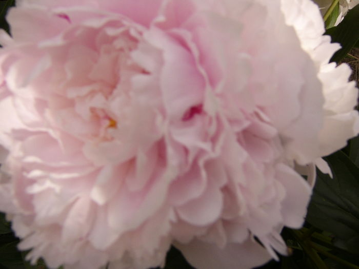 P1280280 - ANUL 2016 FLORI V