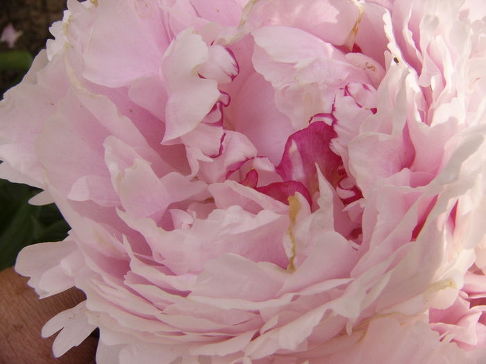 P1280282 - ANUL 2016 FLORI V