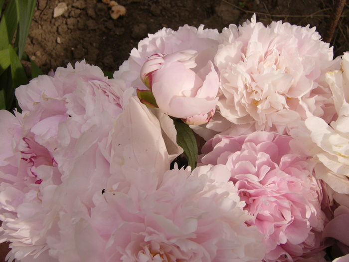 P1280284 - ANUL 2016 FLORI V