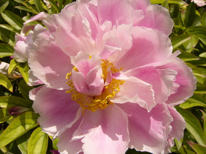 P1280287 - ANUL 2016 FLORI V