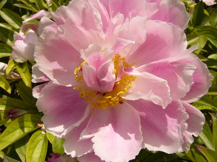 P1280288 - ANUL 2016 FLORI V